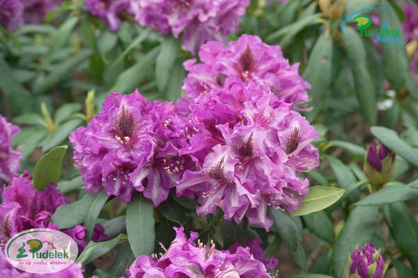 Rhododendron Anatevka